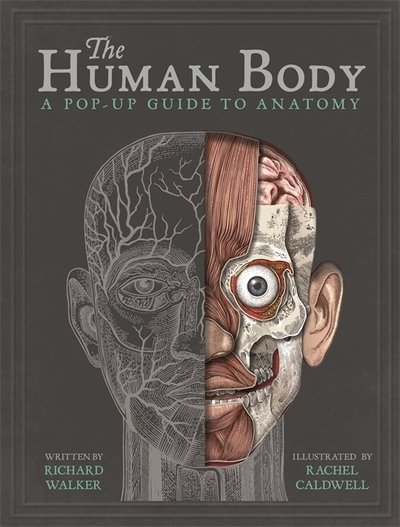 The Human Body: A Pop-Up Guide to Anatomy - Richard Walker - Books - Templar Publishing - 9781787410589 - November 29, 2018