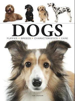 Dogs - Mini Animals - Tom Jackson - Książki - Amber Books Ltd - 9781838862589 - 14 kwietnia 2023