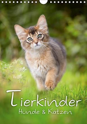 Cover for Noack · Tierkinder Hunde und Katzen (Wand (Book)