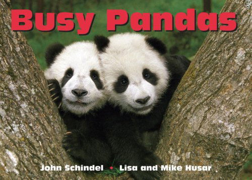 Cover for John Schindel · Busy Pandas - A Busy Book (Board book) [Brdbk edition] (2008)