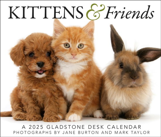 Cover for Gladstone Media · Kittens &amp; Friends Box Calendar 2025 (Paperback Book) (2024)