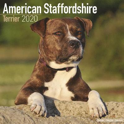 Cover for Avonside Publishing Ltd · Kal. American Staffordshire Terrier - A (Book) (2019)