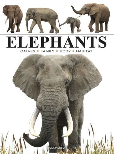 Cover for Tom Jackson · Elephants - Mini Animals (Paperback Bog) (2024)