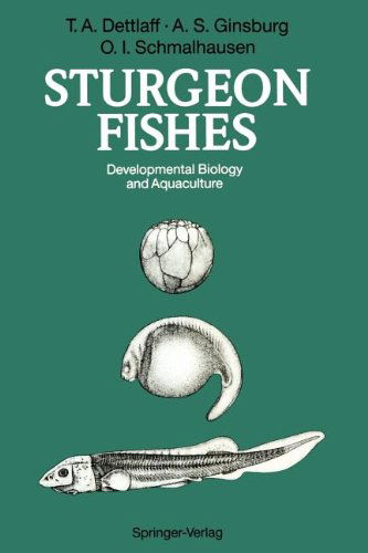 Cover for Tatiana A. Dettlaff · Sturgeon Fishes: Developmental Biology and Aquaculture (Paperback Bog) [Softcover reprint of the original 1st ed. 1993 edition] (2012)