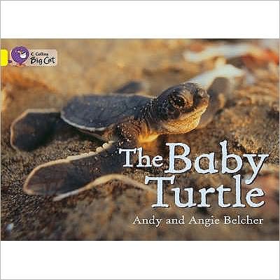 The Baby Turtle: Band 03/Yellow - Collins Big Cat - Andy Belcher - Books - HarperCollins Publishers - 9780007186594 - September 1, 2007