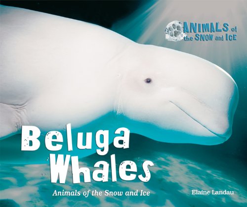 Cover for Elaine Landau · Beluga Whales: Animals of the Snow and Ice (Hardcover Book) (2010)