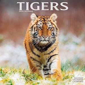 Cover for Tigers Calendar 2024  Square Wildlife Safari Big Cats Wall Calendar - 16 Month (Kalender) (2023)