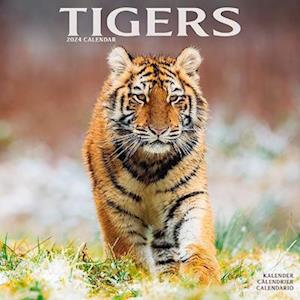 Cover for Tigers Calendar 2024  Square Wildlife Safari Big Cats Wall Calendar - 16 Month (Calendar) (2023)