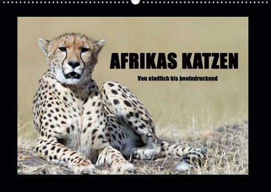 Cover for Stern · Afrikas Katzen (Wandkalender 2021 (Book)