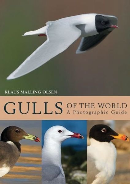 Cover for Klaus Malling Olsen · Gulls of the World: A Photographic Guide (Inbunden Bok) (2018)