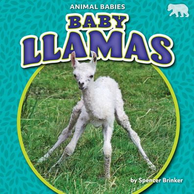 Cover for Spencer Brinker · Baby Llamas (Gebundenes Buch) (2020)