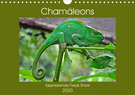 Cover for Edel · Chamäleons - faszinierende Freak S (Book)