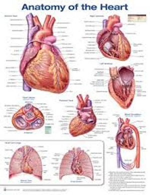 Cover for Anatomical Chart Company · Anatomy of the Heart (Plakat) [3 Revised edition] (2017)