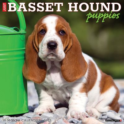 Just Basset Hound Puppies 2025 12 X 12 Wall Calendar - Willow Creek Press - Gadżety - Willow Creek Press Calendars - 9781549241598 - 10 września 2024