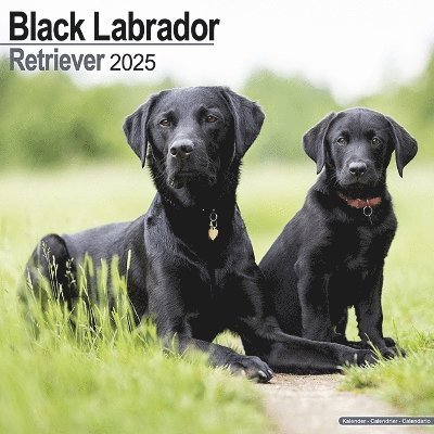 Cover for Black Labrador Retriever Calendar 2025 Square Dog Breed Wall Calendar - 16 Month (Kalender) (2024)