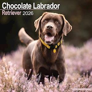 Cover for Chocolate Labrador Retriever Calendar 2026  Square Dog Breed Wall Calendar - 16 Month (Calendar) (2025)