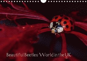 Cover for Ho · Beautiful Beetles World in the UK (W (Book)