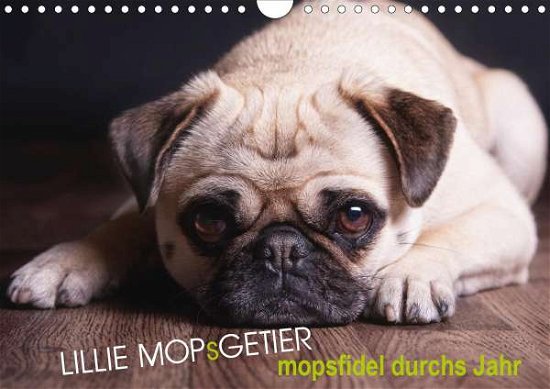 Cover for Raab · Lillie Mopsgetier - mopsfidel durc (Bog)