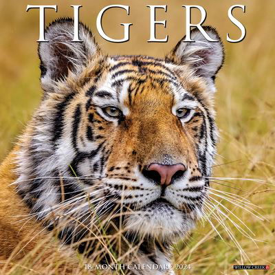 Tigers 2024 12 X 12 Wall Calendar - Willow Creek Press - Gadżety - Willow Creek Press - 9781549235603 - 1 sierpnia 2023