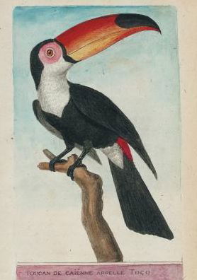 Carnet Blanc Toucan, Dessin 18e Siecle - Martinet-f - Bøger - Hachette Livre - Bnf - 9782011168603 - 1. marts 2016