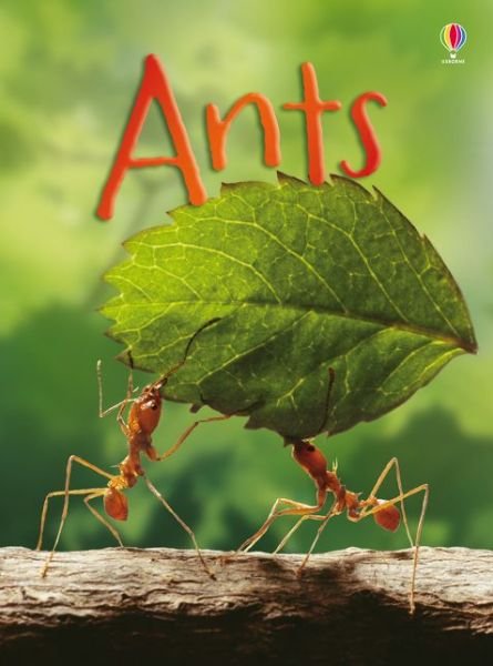 Cover for Lucy Bowman · Ants - Beginners (Hardcover bog) (2016)