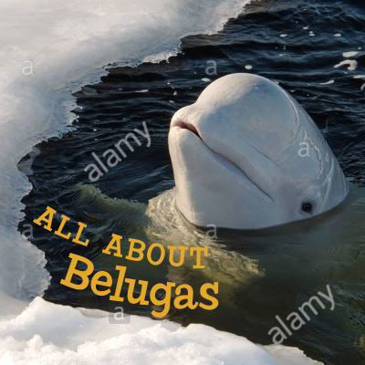 Cover for Jordan Hoffman · All about Belugas: English Edition - Nunavummi Reading Series (Pocketbok) [English edition] (2021)