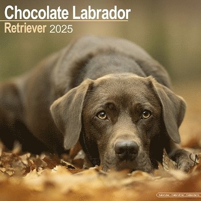 Cover for Chocolate Labrador Retriever Calendar 2025 Square Dog Breed Wall Calendar - 16 Month (Kalender) (2024)