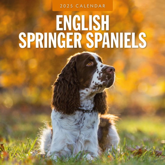 Cover for Red Robin · English Springer Spaniels 2025 Square Wall Calendar (Taschenbuch) (2024)