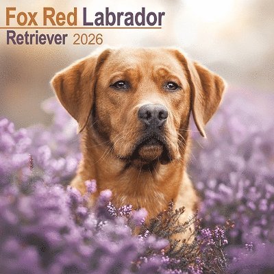 Cover for Fox Red Labrador Retriever Calendar 2026  Square Dog Breed Wall Calendar - 16 Month (Calendar) (2025)