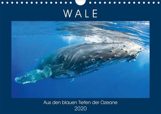 Cover for Wale · Aus den blauen Tiefen der Ozeane (Bog)