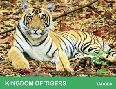 Cover for J Santhosh · Kingdom of Tigers - Tadoba (Paperback Book) (2022)