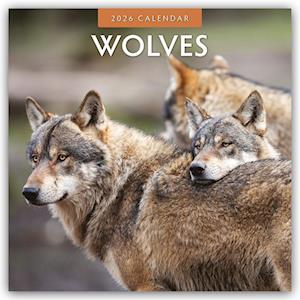 Cover for Red Robin · Wolves 2026 Square Wall Calendar (Paperback Book) (2025)