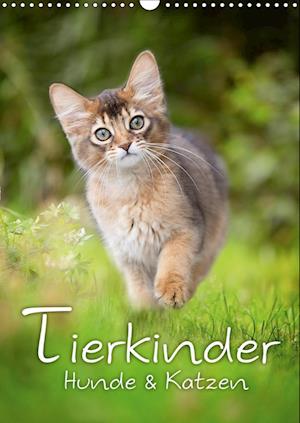 Cover for Noack · Tierkinder Hunde und Katzen (Wand (Book)