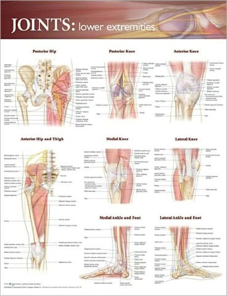 Cover for Anatomical Chart Company · Joints of the Lower Extremities Anatomical Chart (Map) (2009)