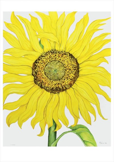 Rosalind Wise: Sunflower Birthday Card - - Books - Pomegranate Europe Ltd - 9781087503608 - 2025