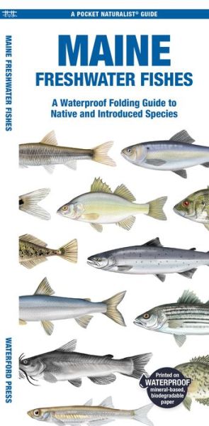 Cover for Morris, Matthew, Waterford Press · Maine Freshwater Fishes: A Folding Guide to Native and Introduced Species - Pocket Naturalist Guide (Pamphlet) (2024)