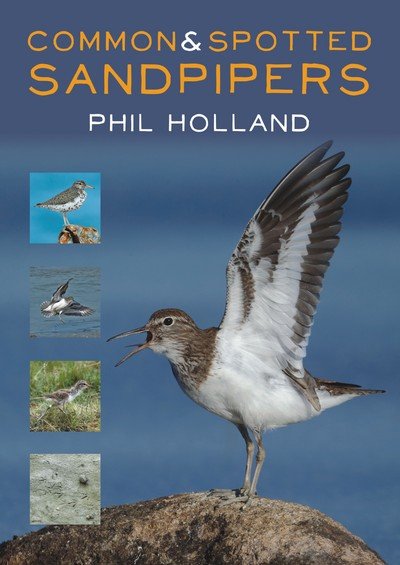 Cover for Phil Holland · Common and Spotted Sandpipers (Paperback Book) (2018)