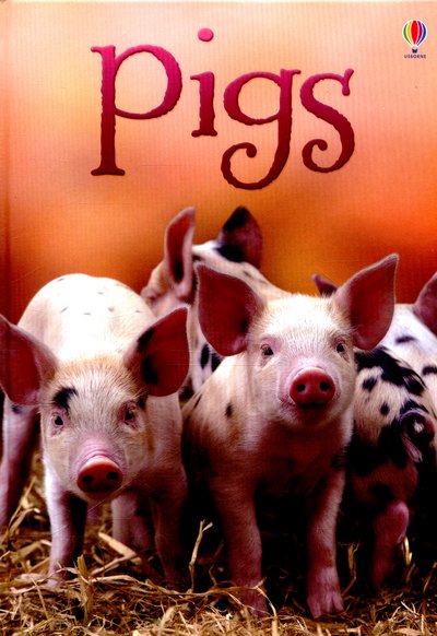 Cover for James Maclaine · Pigs - Beginners (Hardcover Book) (2016)