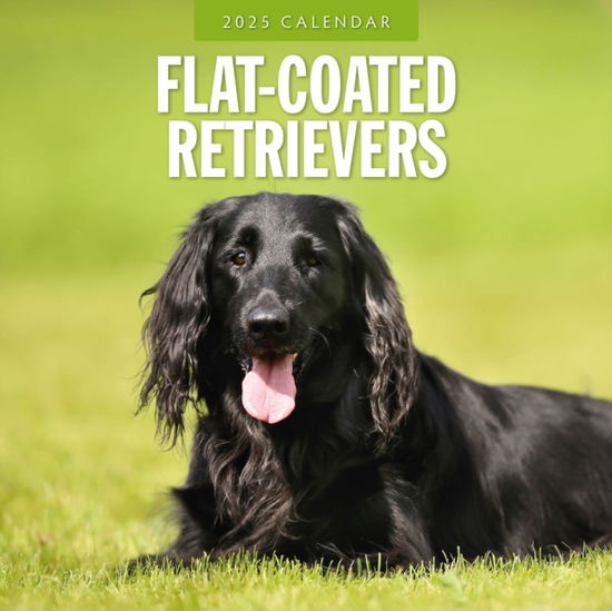 Flat Coated Retrievers 2025 Square Wall Calendar - Red Robin - Książki - Red Robin Publishing Ltd. - 9781804424612 - 6 września 2024