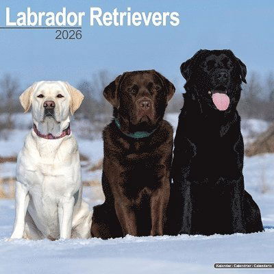 Cover for Labrador Retrievers (Mixed) Calendar 2026  Square Dog Breed Wall Calendar - 16 Month (Calendar) (2025)
