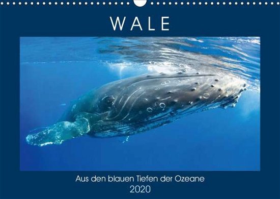 Cover for Wale · Aus den blauen Tiefen der Ozeane (Buch)