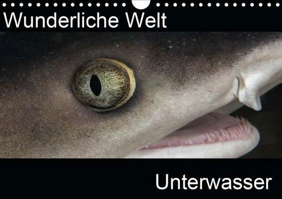 Cover for Bucher · Wunderliche Welt Unterwasser (Wa (Book)