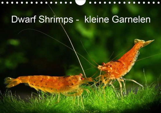 Dwarf Shrimps - kleine Garnele - Pohlmann - Livros -  - 9783670944614 - 