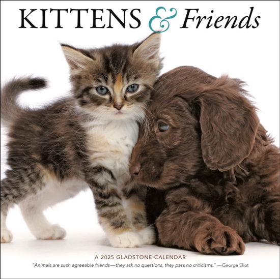 Cover for Gladstone Media · Kittens &amp; Friends Square Wall Calendar 2025 (Paperback Book) (2024)