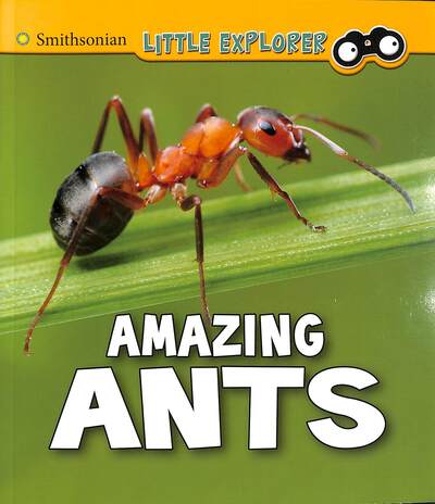 Cover for Megan Cooley Peterson · Amazing Ants - Insect Explorer (Paperback Book) (2020)