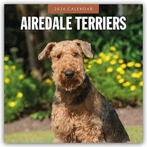 Cover for Red Robin · Airedale Terriers 2026 Square Wall Calendar (Paperback Book) (2025)