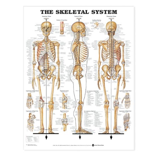 Cover for Anatomical Chart Com · The Skeletal System Anatomical Chart (Landkarten) (2000)