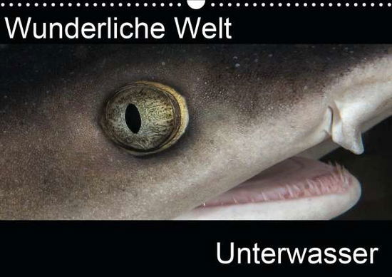 Cover for Bucher · Wunderliche Welt Unterwasser (Wa (Book)