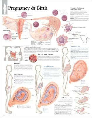 Cover for Scientific Publishing · Pregnancy &amp; Birth Laminated Poster (Poster) (2007)