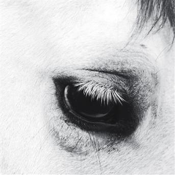 Cover for Creepoid · Horse Heaven (CD) [Bonus Tracks edition] (2012)